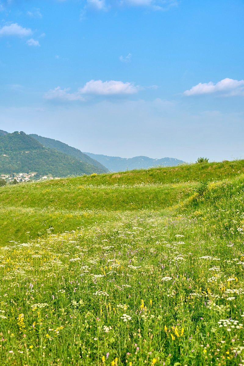 Azienda Agricola e Vitivinicola Cadenazzi