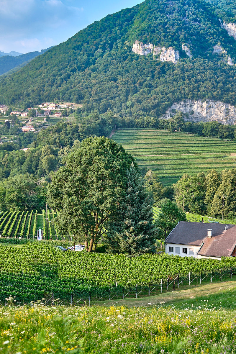 Azienda Agricola e Vitivinicola Cadenazzi
