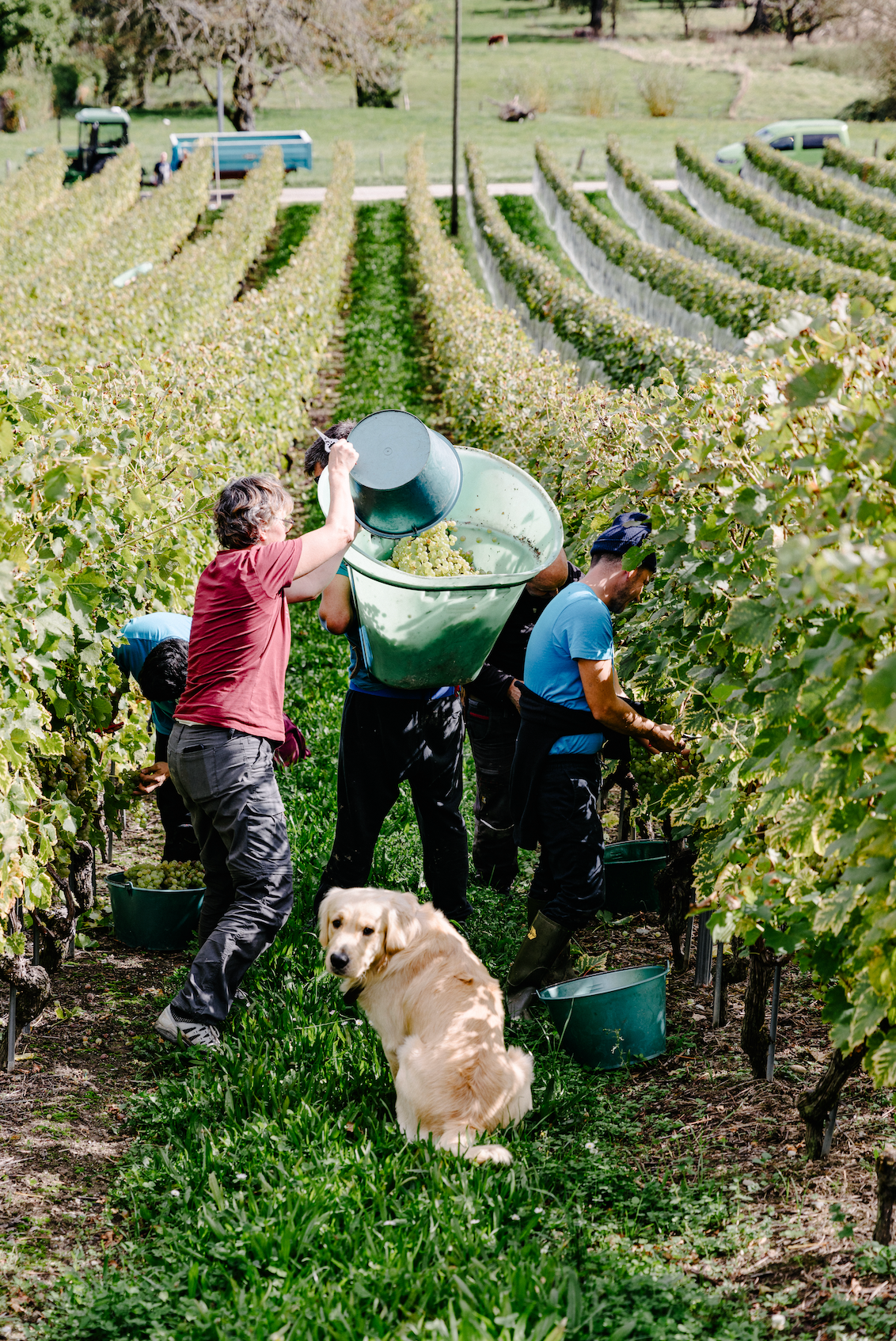 PEREY Vignerons-Encaveurs, Vufflens-le-Château et Echandens