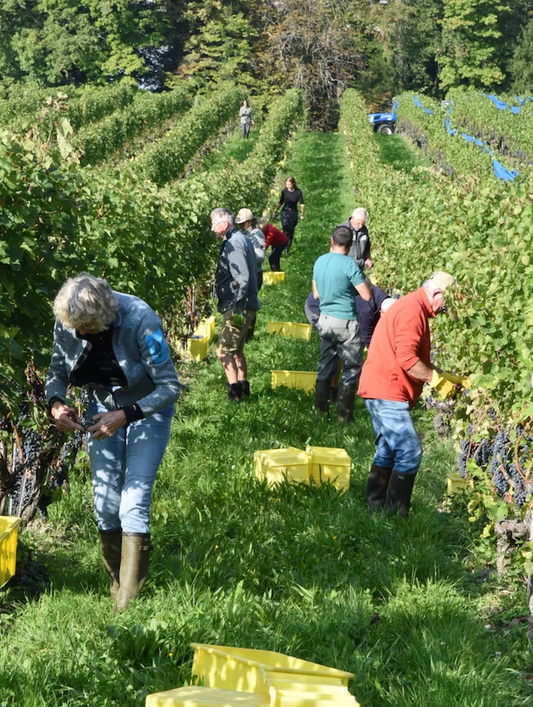 Domaine de la Vigne Blanche