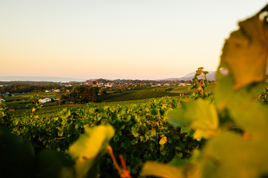 Domaine de Montmollin