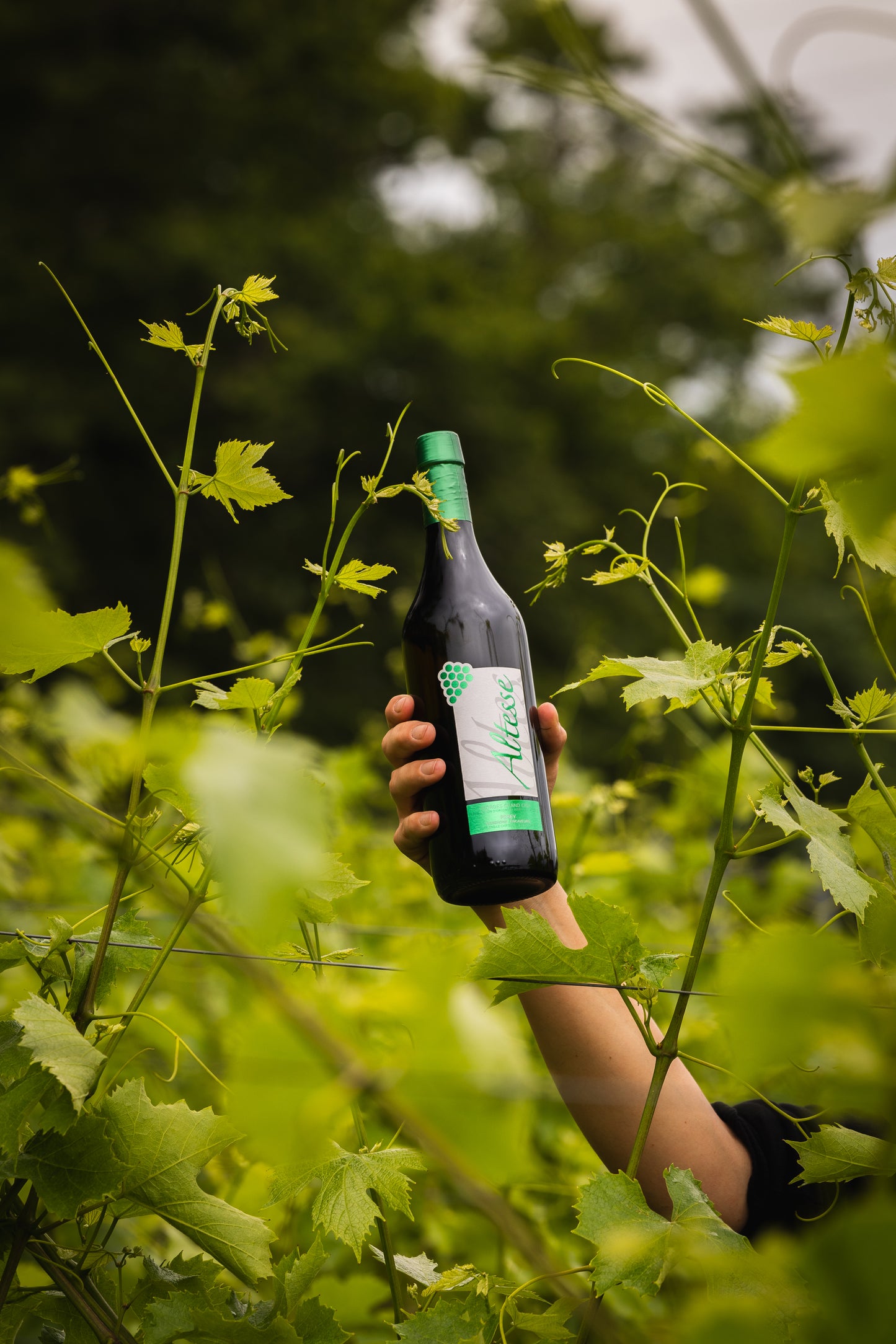 PEREY Vignerons-Encaveurs, Vufflens-le-Château et Echandens