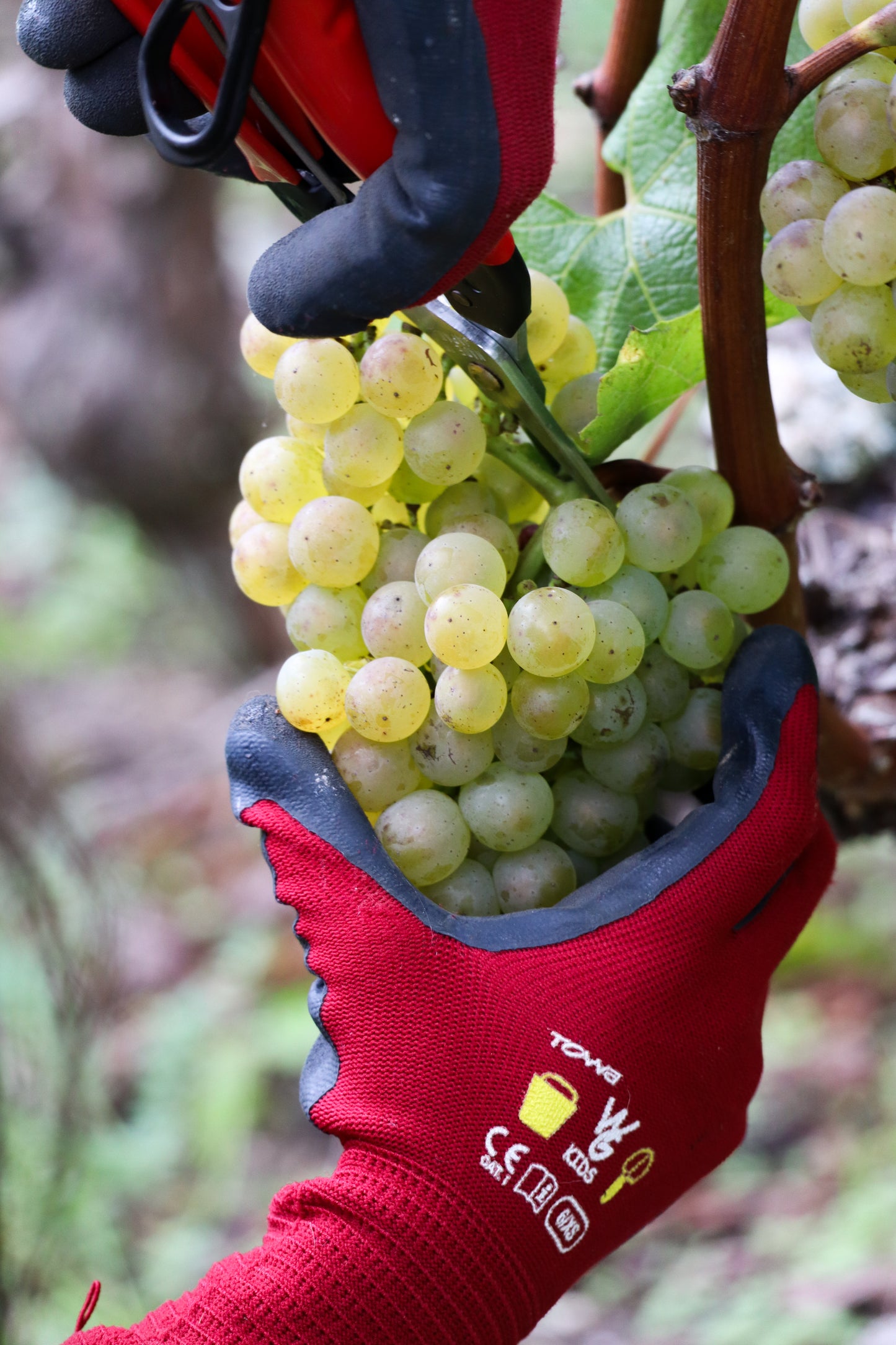 Cave des Viticulteurs de Bonvillars