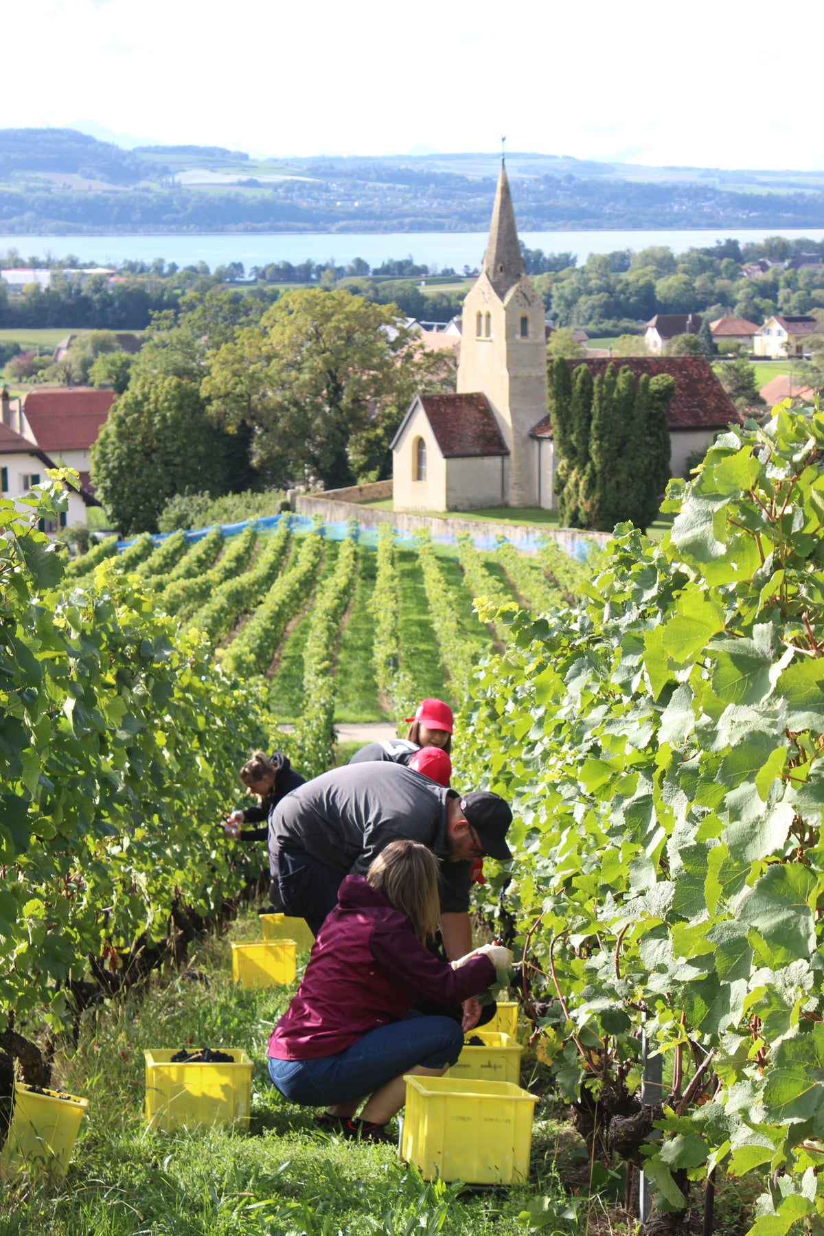Cave des Viticulteurs de Bonvillars