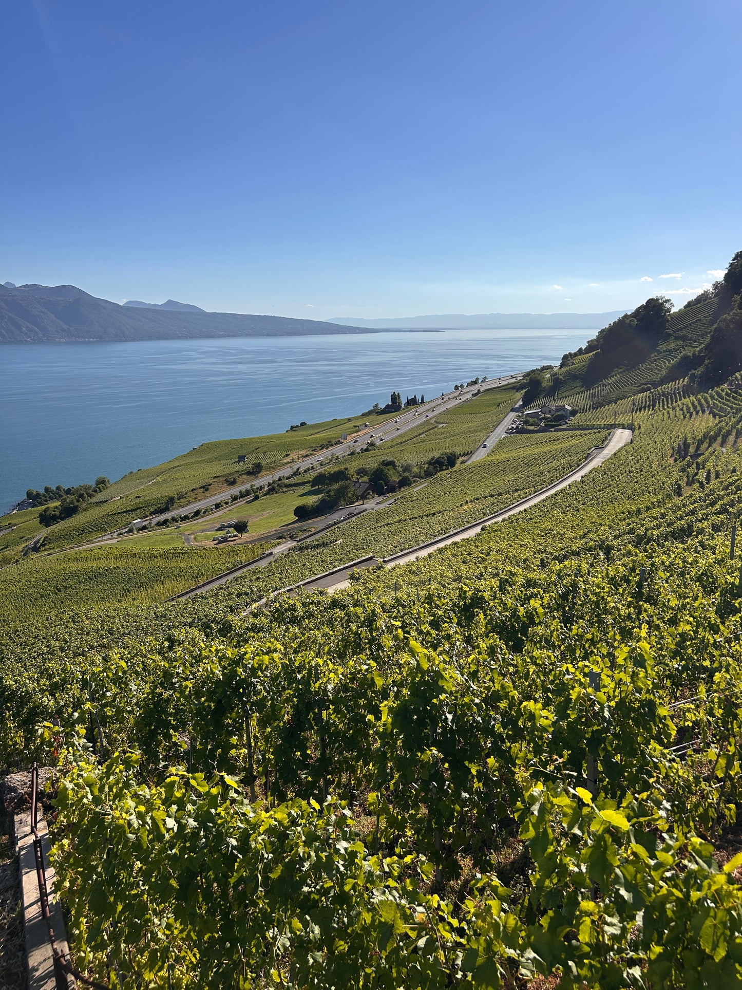 La Viticole - Gaillard vignes