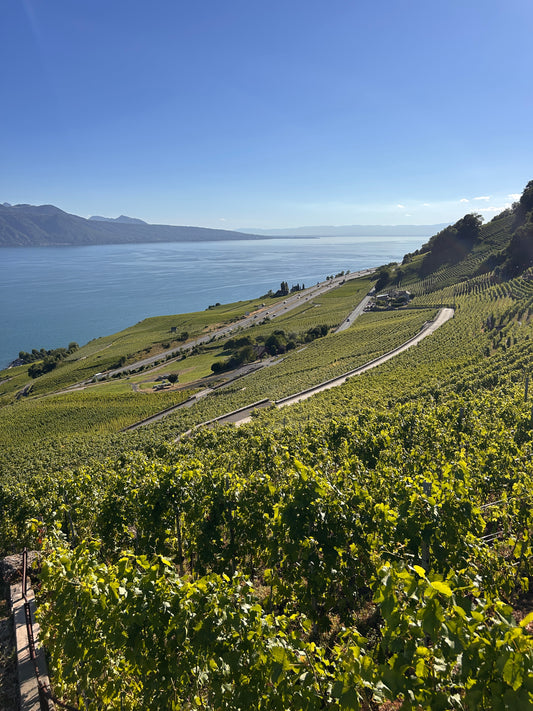 La Viticole - Gaillard vignes