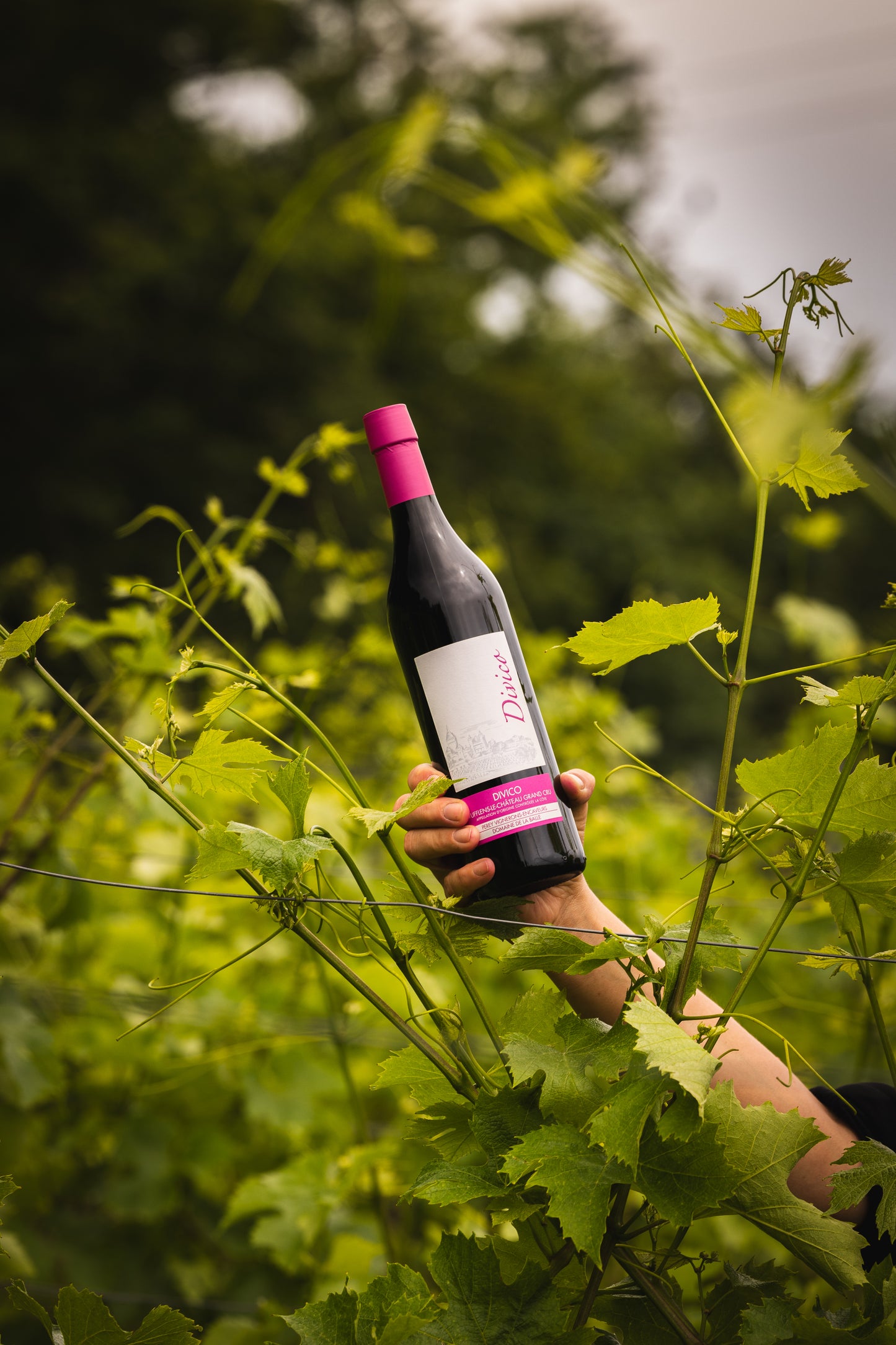 PEREY Vignerons-Encaveurs, Vufflens-le-Château et Echandens